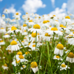 23355041213_500142703