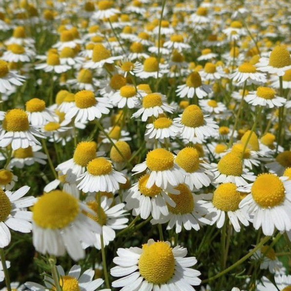 German Chamomile Seeds