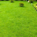 Zoysia Grass Seed - 1/8 Lb