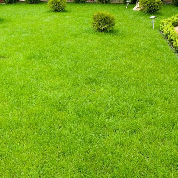 Zoysia Grass Seed - 1/8 Lb