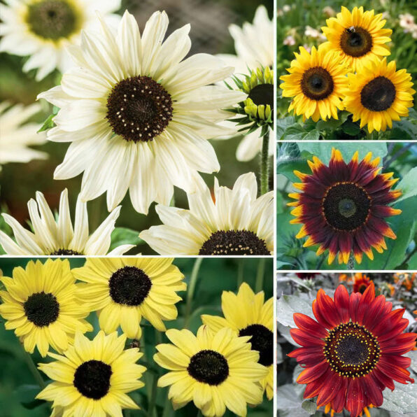 Ultimate Park Seed Sunflower Seed Collection