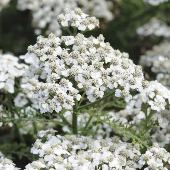 Achillea New Vintage White Yarrow Seeds