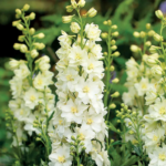 White King Delphinium Seeds
