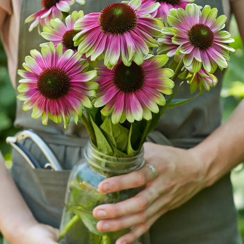 Echinacea, Sweet Sandia