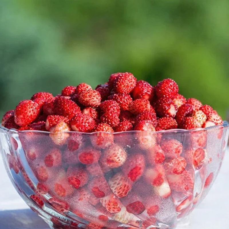 Wild Strawberry Seeds, Tiny Sweet Fruit