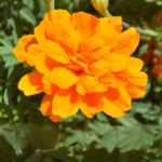 O1CN010sIqRZ2BdOQ6Ffb6r__2044468361-0-cib