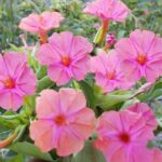 O1CN01VZY6ut2Jkjld7FvZw__2213216199460_jpg_q30_jpg