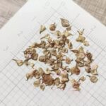 ranunculus-porcelaine-rit-3