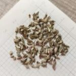 O1CN01OanZkf2BdOFva3GrI__2044468361-0-cib