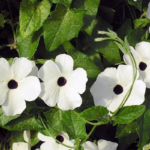 38543338e88c23f84feb03a3f9feaeab