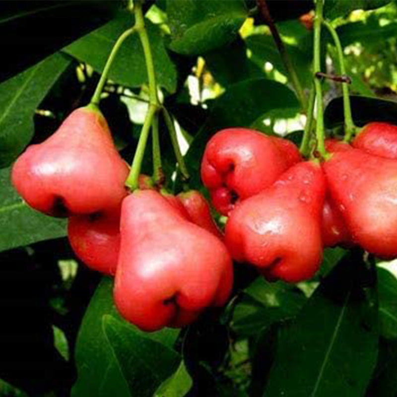 Rose Apple Fruit Seeds