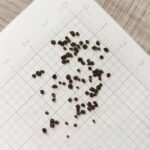 primrose-danova-mix-bal-1