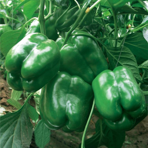 Candy Bell Hybrid Pepper Seeds