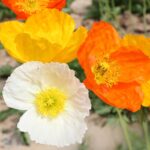 O1CN017cEHYs2BdOHPnRlUn__2044468361-0-cib