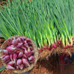 Echallion Creme Brulee Hybrid Shallot Seeds