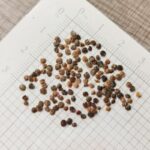 stock-giant-imperial-mix-noa-1