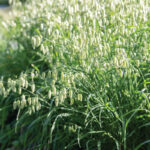 4655_03_quaking_grass