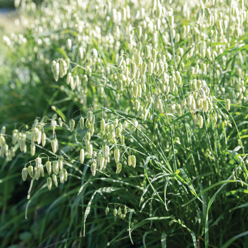 4655_02_quaking_grass