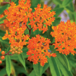 butterfly-milkweed-shk-1