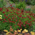coreopsis-tall-red-shk-1