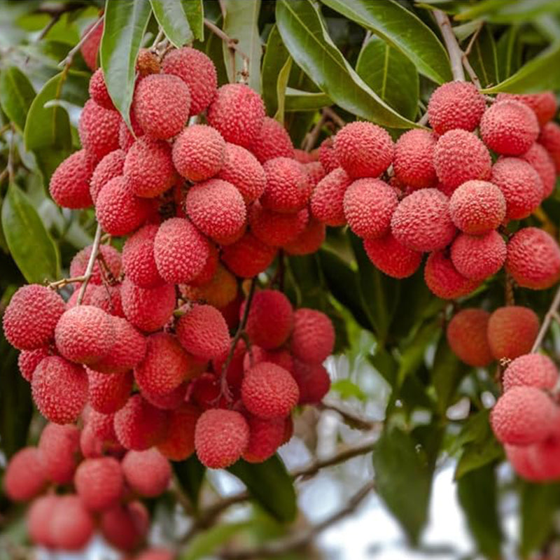 Lychee Tropical Fruit Seeds Outdoor or Indoor Perennial Exotic Fruit