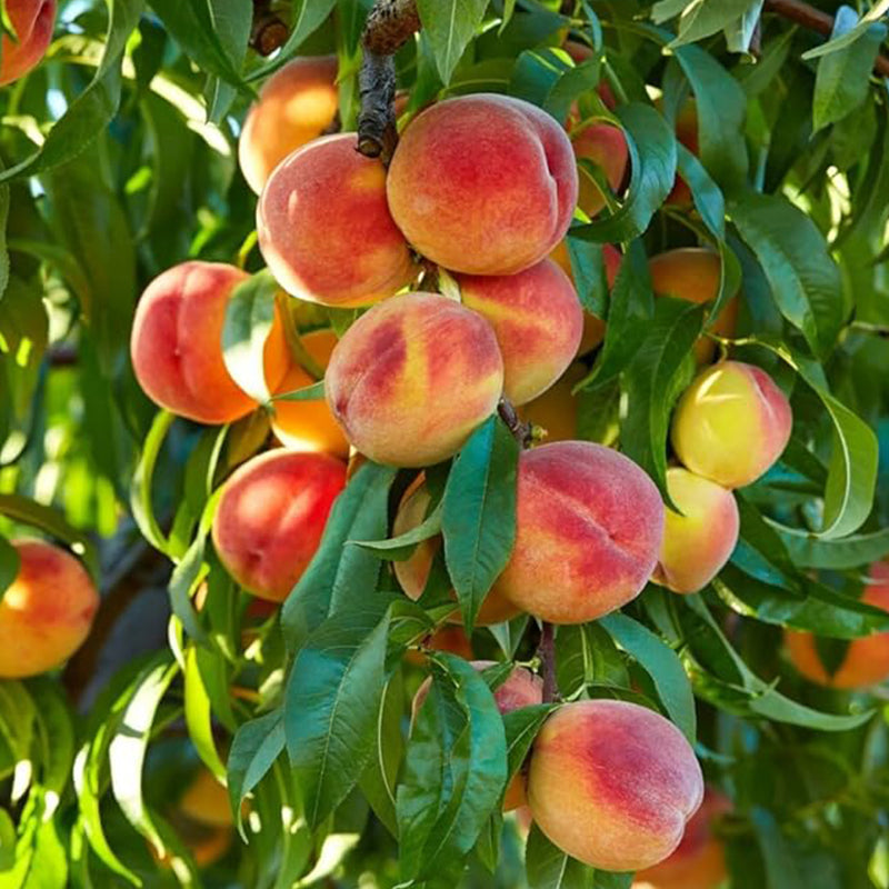 Nemaguard Peach Fruit Tree Seeds Outdoor Perennial Tasty Sweet
