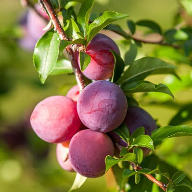 Beach Plum Fruit Tree Shrub Seeds