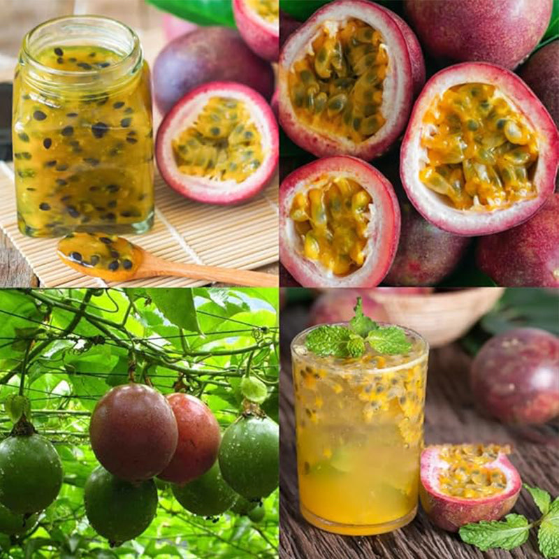 Tropical Passion Fruit Seeds for Bonsai Backyard Country