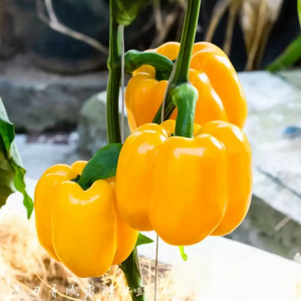 Whopper Hybrid Yellow Bell Pepper Seeds