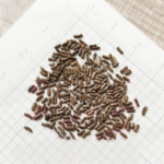 strawflower-tom-thumb-mix-shk-1