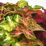 O1CN010T4L2w1GeN18USbPA__2209227690647_jpg_q50_jpg