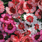 Super Mix Dianthus Seeds
