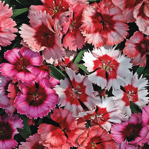 Super Mix Dianthus Seeds