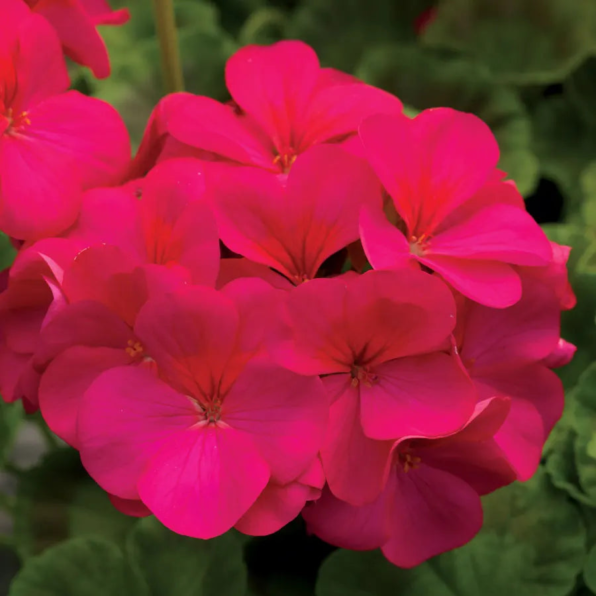 Premium Deep Rose Hybrid Geranium Seeds