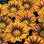 O1CN01qdCXGD2BdOJTUe1UZ__2044468361-0-cib_1