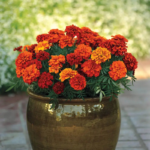 O1CN010sIqRZ2BdOQ6Ffb6r__2044468361-0-cib