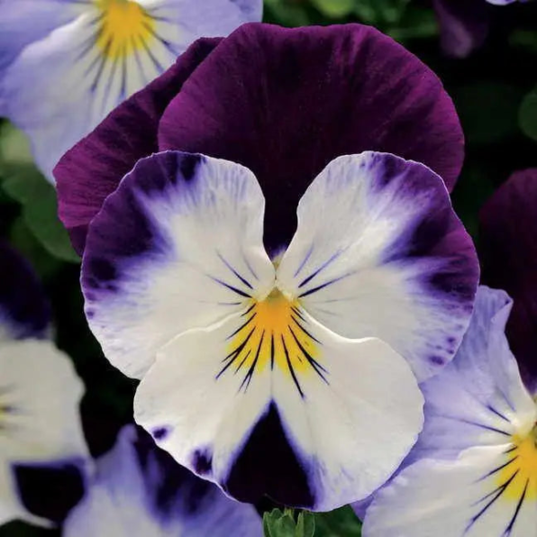 Violet Wing Pansy Seeds