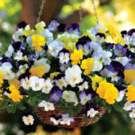 Cool Wave Mix Pansy Seeds