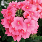 verbena-quartz-mix-bal-4