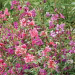 clarkia-mixed-ndp-1
