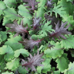 Baby Leaf Mix Kale Seeds