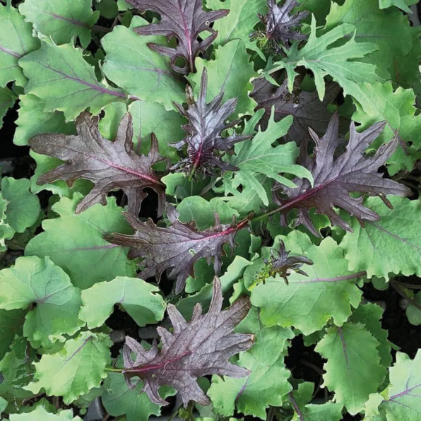 Baby Leaf Mix Kale Seeds