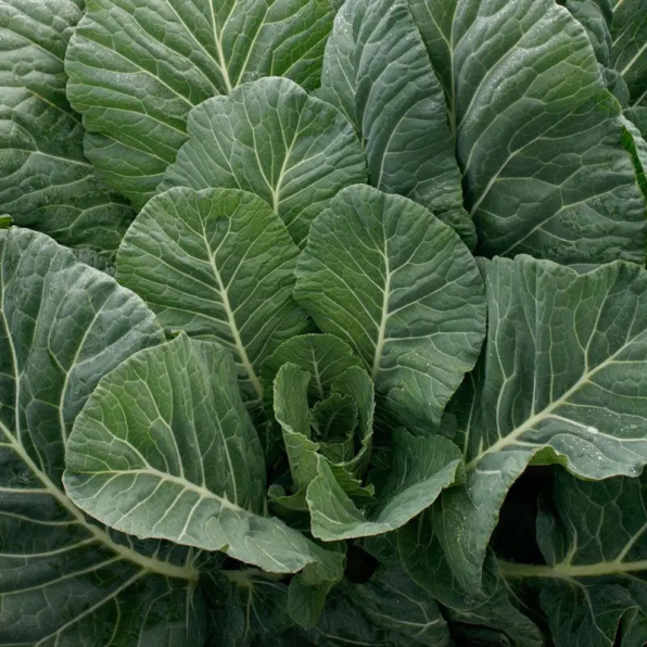 Georgia Southern Collard Seeds