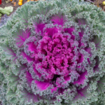 Rainbow Candy Crush Hybrid Ornamental Kale Seeds