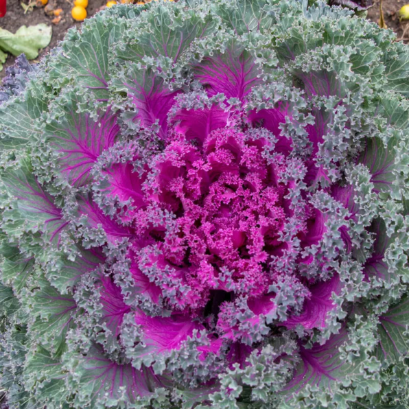 Rainbow Candy Crush Hybrid Ornamental Kale Seeds