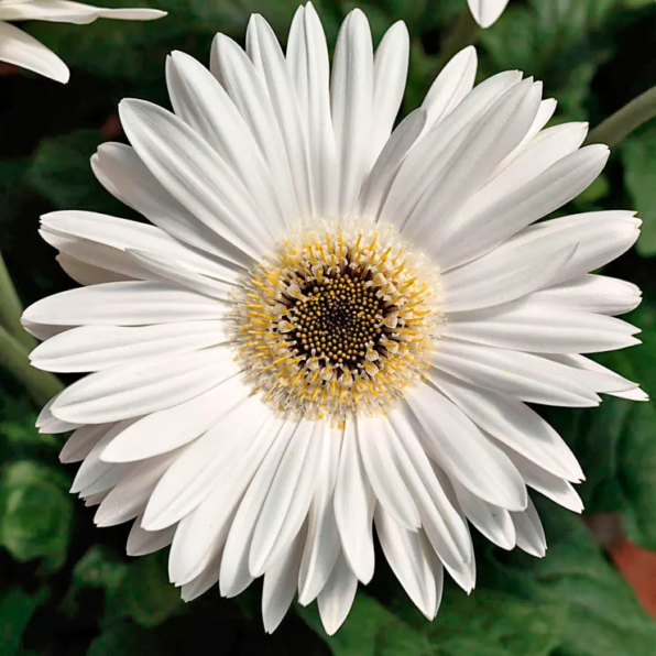 Majorette Bright White Dark Eye Gerbera Seeds