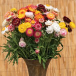 strawflower-tom-thumb-mix-shk-1