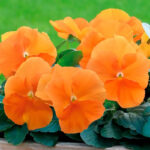 pansy-swiss-giants-orange-sun-ndp-2