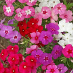 20474909473_500142703