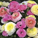 ranunculus-porcelaine-rit-3